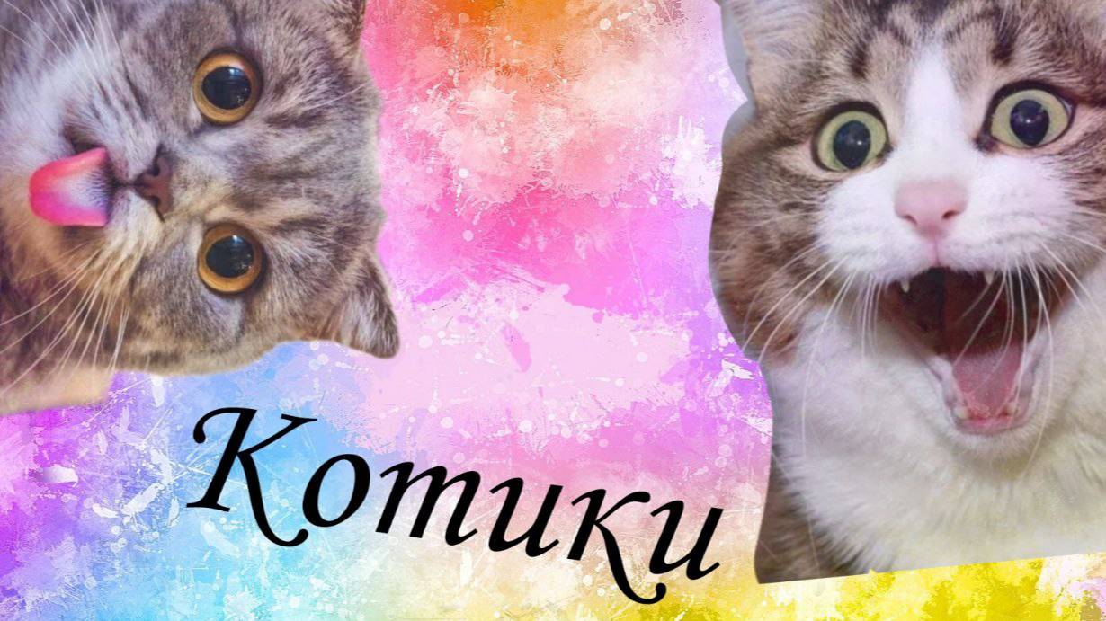 Котики#1. Подборка смешных видео с кошками. Котята.