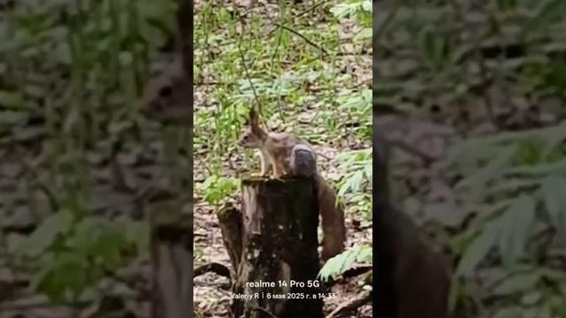 Белка в Лосином Острове/Squirrel in Losiny Ostrov   06.05.2025   #shorts