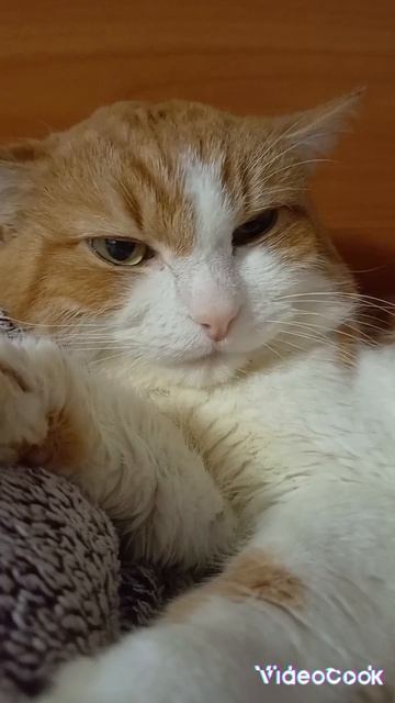наш котик под звук триппи троппи троппа триппа🤣