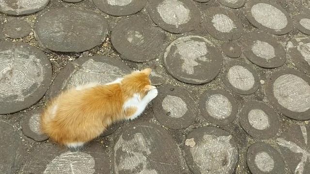 Молодой рыжий кот на охоте (1)