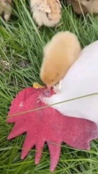 Придремал чуток