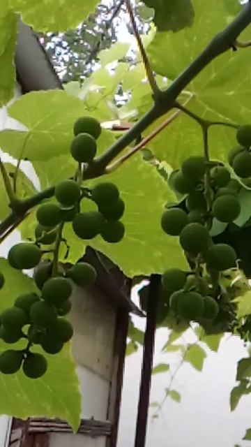 виноградная беседка урожай24 16июня Архипо-Осиповка
