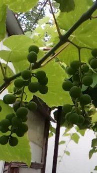 виноградная беседка урожай24 16июня Архипо-Осиповка