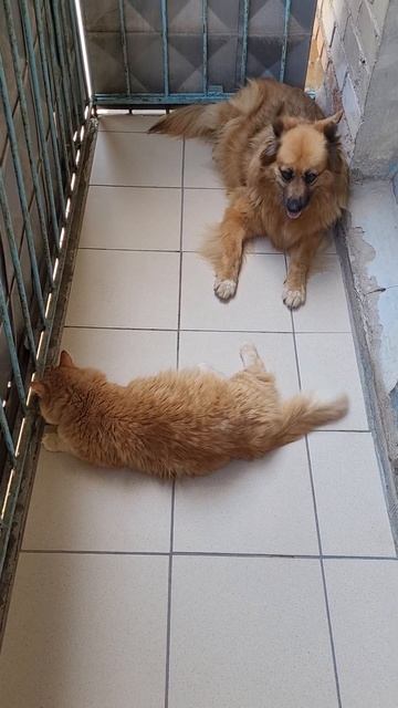 1 сентября 2022 г. 🐶 🐱 Рыжие друзья 🧡