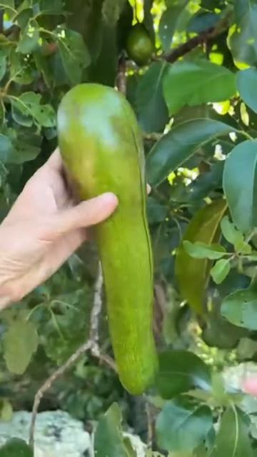 Process of cutting avocado #shorts