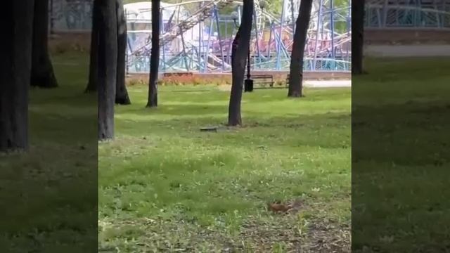 Белочка в парке им. Щербакова