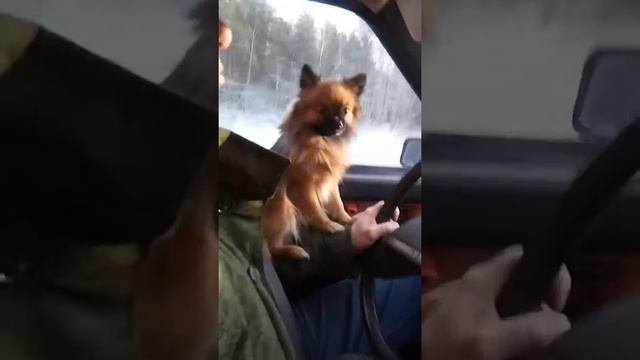 Шпиц за рулем ч2. Уже едет с Нового года)) СМОТРЕТЬ ДО КОНЦА)