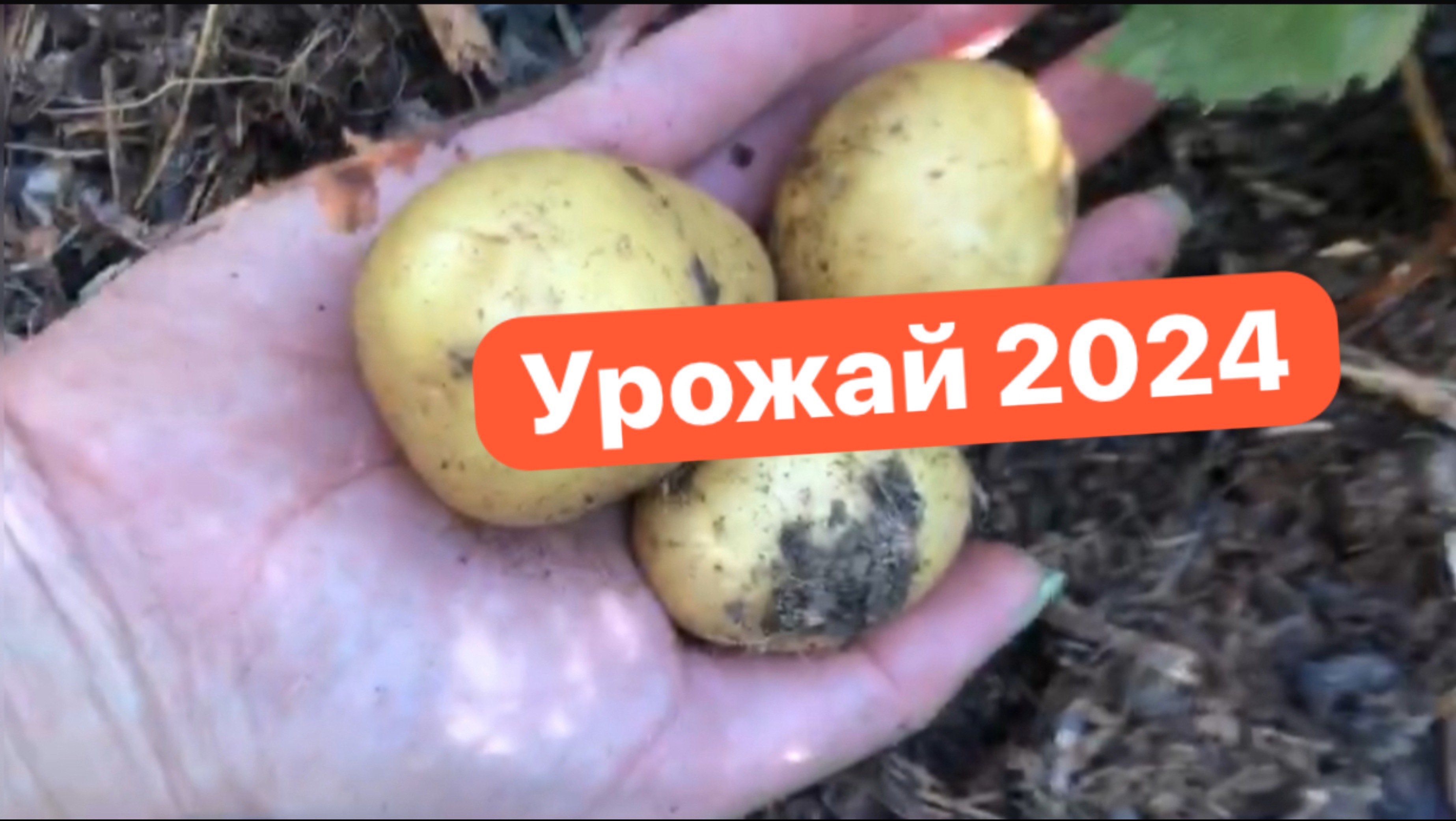 Радости природного земледелия: картофель в мульче, гигантская тыква.