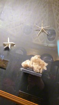 Кунсткамера. Музей антропологии и этнографии. Петра Великого.