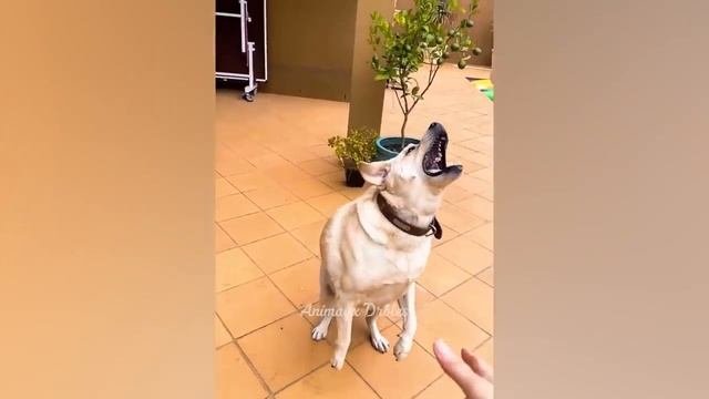 😁Смешные котики😀😁