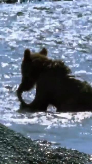 Бурый медведь проходит путь от новичка до профессиона