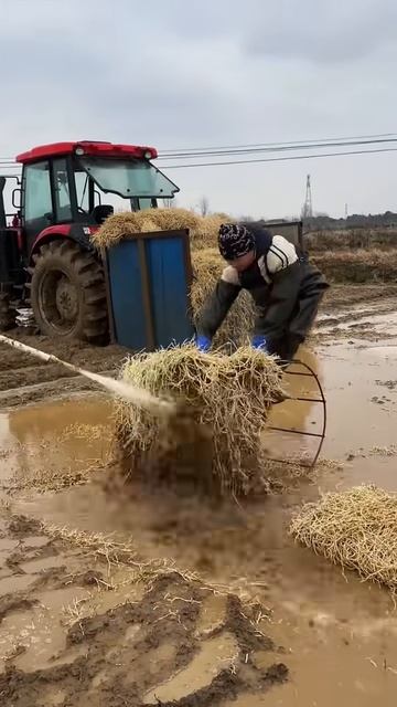 The process of harvesting grass for animal feed #shorts