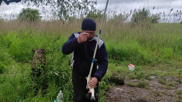 голавль на кукурузу