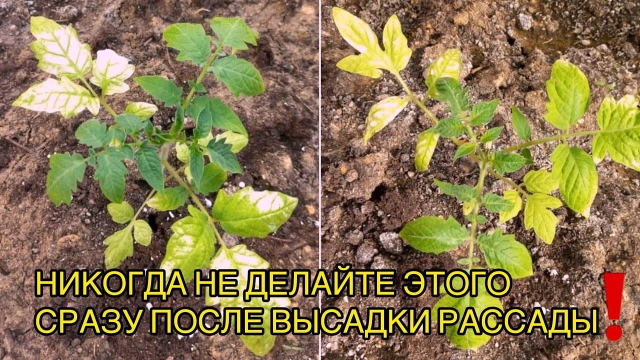 🌱⚠️ РАССАДА ЖЕЛТЕЕТ СРАЗУ ПОСЛЕ ВЫСАДКИ. ЧТО НУЖНО СДЕЛАТЬ, А ГЛАВНОЕ — ЧЕГО ДЕЛАТЬ НЕ НУЖНО! ⚠️🌱
