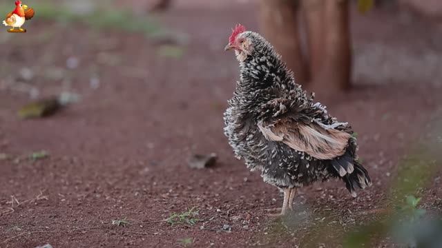 Любовь птицевода к Курочкам 🐥🐔🥚 Нежное видео 🐓 Версия (53)