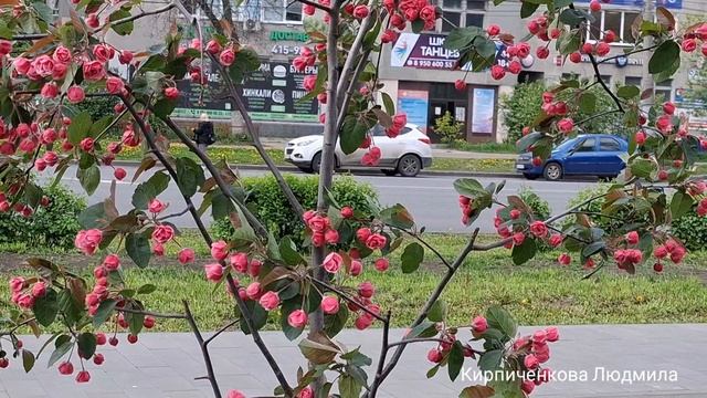 ДЕРЕВЬЯ могут погибнуть от ТАКОГО ухода