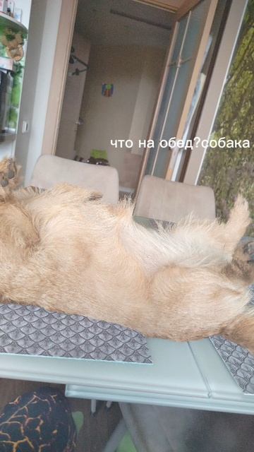 собакин