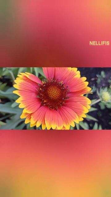 ГАЙЛАРДИЯ❤СТРОГАЯКРАСАВИЦА#ЦВЕТЫ