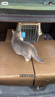 Котейка выполняет команды 🐈❤️🥰😻