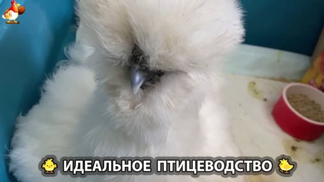 Идеальное птицеводство достойно восхищения 🐓🦆🦢🦚🦃🐔 эпизод (205)