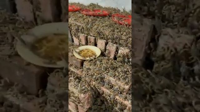 🦂 Идея для стартапа