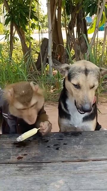 Будешь мороженое ?