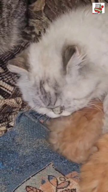 Колыбельная для Пикселюши в дождливый майский вечер 🌜🌧😻❤️😽
