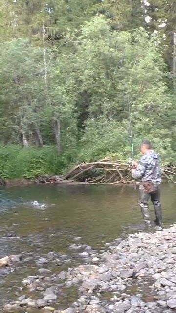 1754 Поймал Рыбу Хариус Тайга от Ивы #иииразум  #рыбалка #