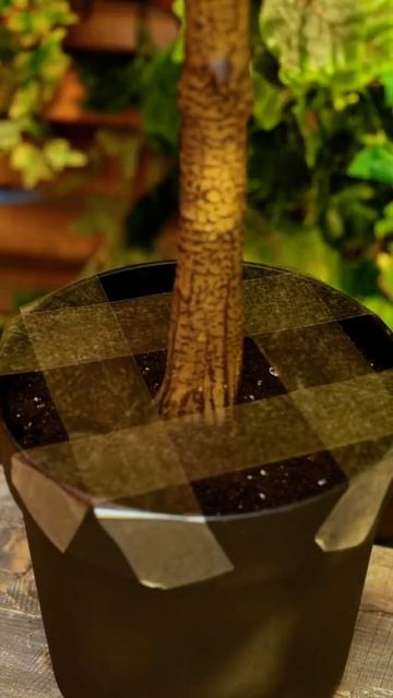 🪴 Хитрый лайфхак, чтобы кот не копал землю в горшке