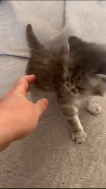 Котенок
