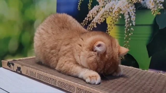 Когтеточка - особый релакс для кошки❤️