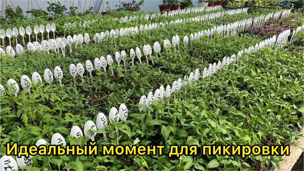 🌱🍅 ПИКИРОВКА И ПЕРЕСАДКА РАССАДЫ ТОМАТОВ: КОГДА И КАК ПИКИРОВАТЬ РАССАДУ 🍅🌱
