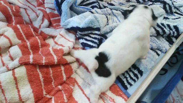 Щеночки кушают. French bulldog puppies eat milk.