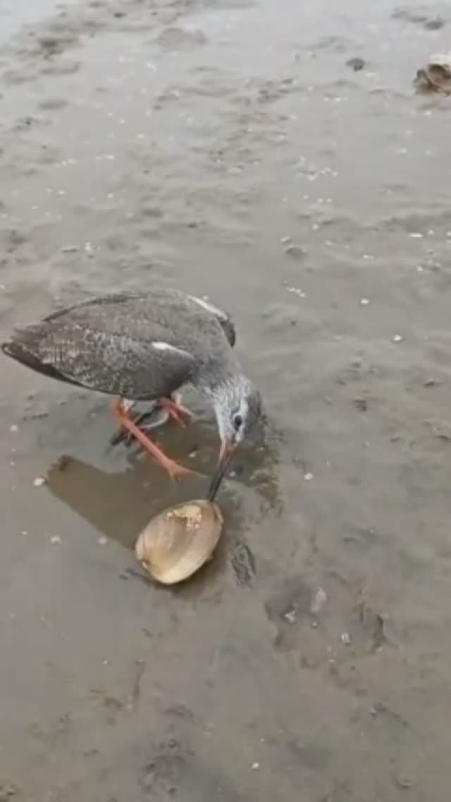 Моллюск зажал птичке клюв