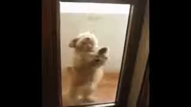 Прикол Пес Классно танцует