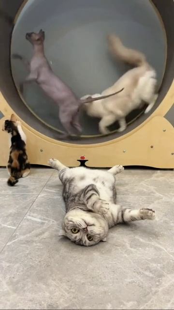 Круговорот жизни кота