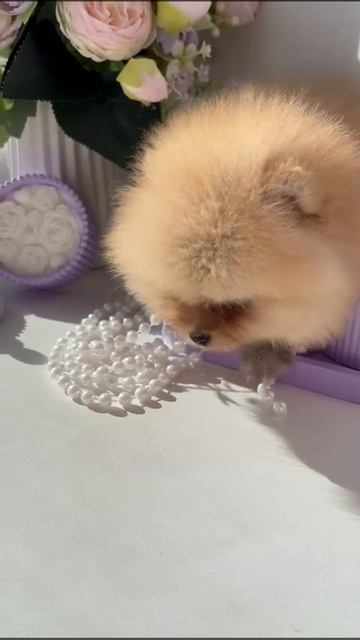 #pomeranian