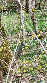 кизил, шиповник и подснежники в пригороде НОВОРОССИЙСКА #nature #flowers #поход