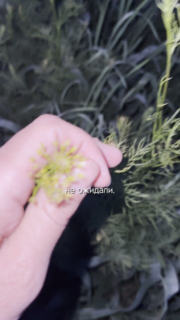 Снижайте норму рабочей жидкости, если не успеваете #агроном #сельскоехозяйство #сорняки
