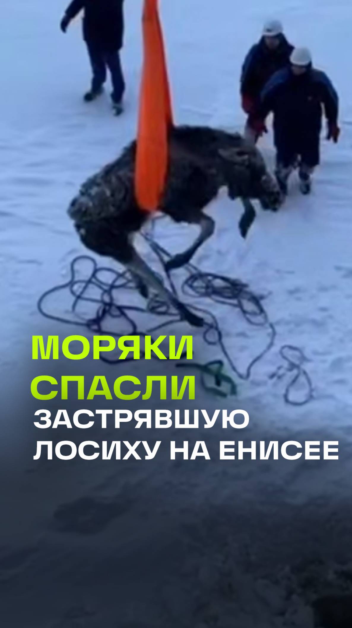 Экипаж ледокола «Якутия» спас застрявшую лосиху на Енисее