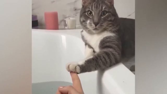 Приколы С Животными 95