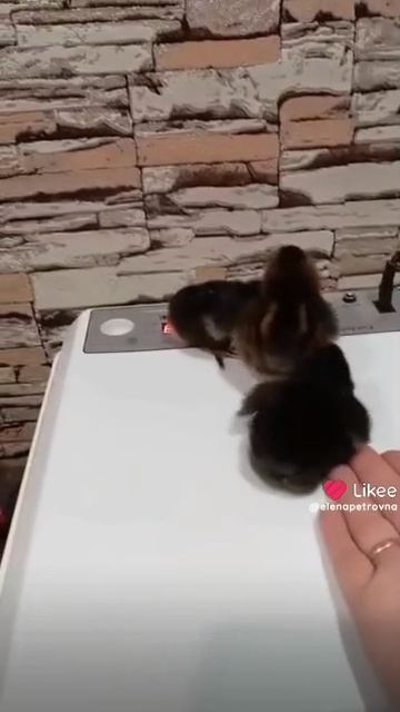 Маленькие комочки