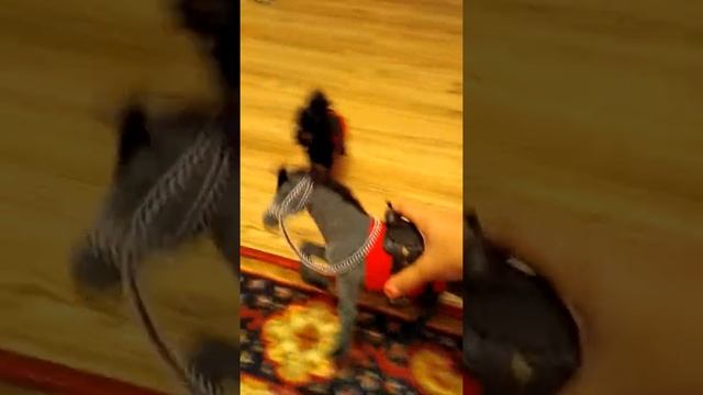 Семейка лошадей и игрушка из Макдональдса