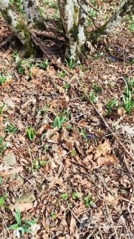 какие цветы запрещено рвать в лесу #краснаякнига #flowers #Подснежники #Тревел #туризм