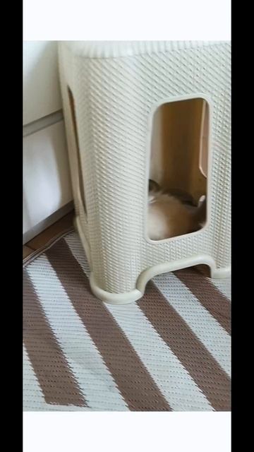 Котята Невская Маскарадная