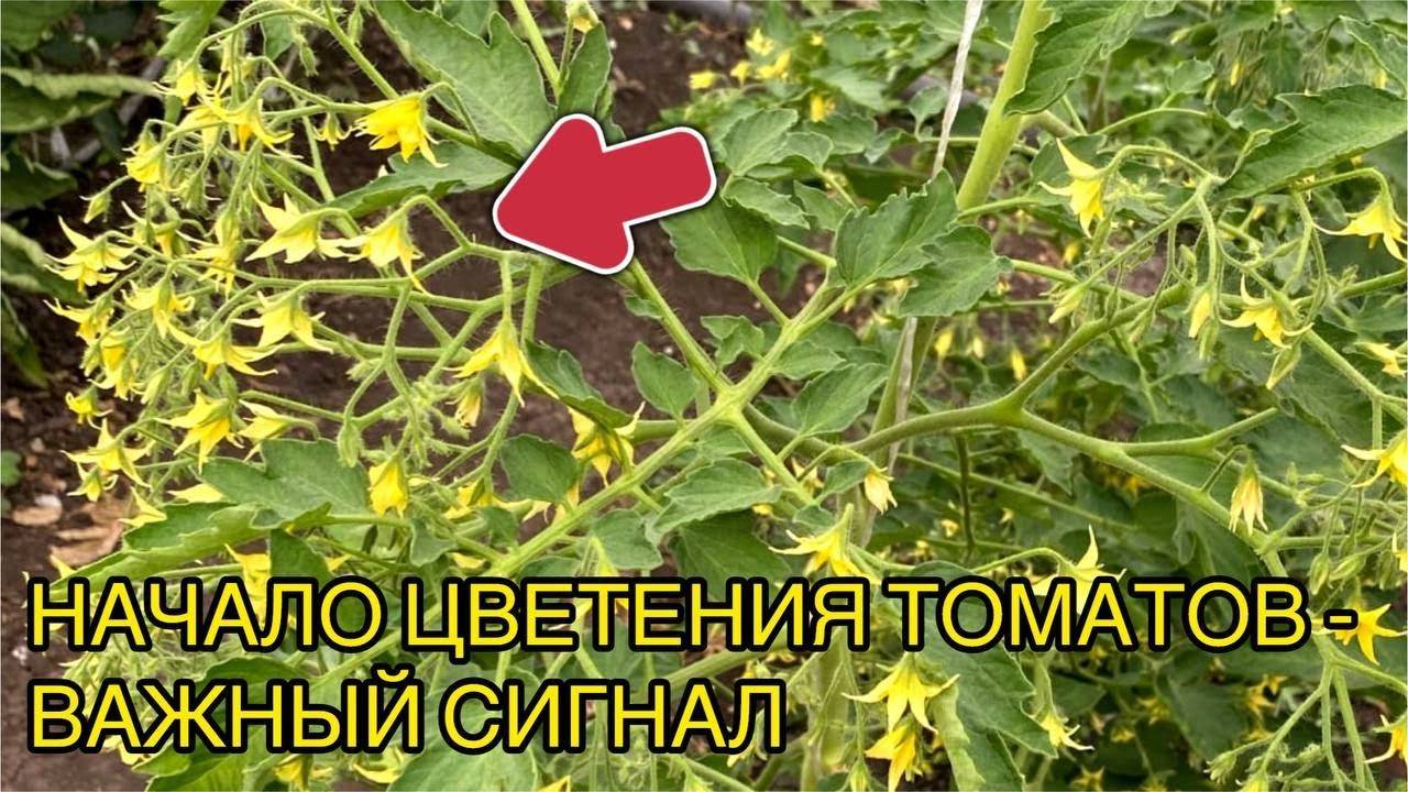 🌸🍅 КАК ТОЛЬКО ТОМАТЫ ЗАЦВЕЛИ - НАЧИНАЮ ПОДКАРМЛИВАТЬ ЭТИМИ 2-МЯ ПРЕПАРАТАМИ 🍅🌸