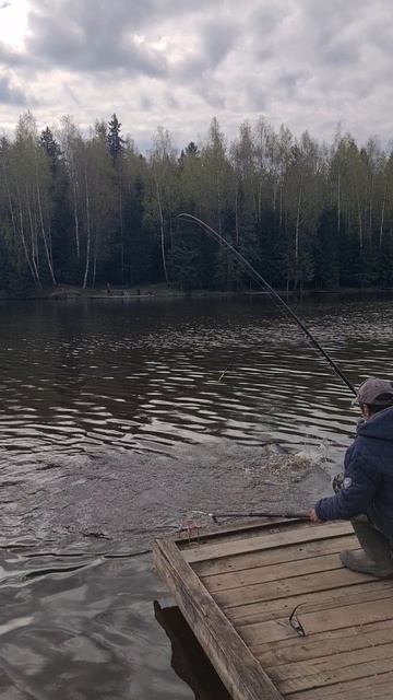 Форель на селёдку