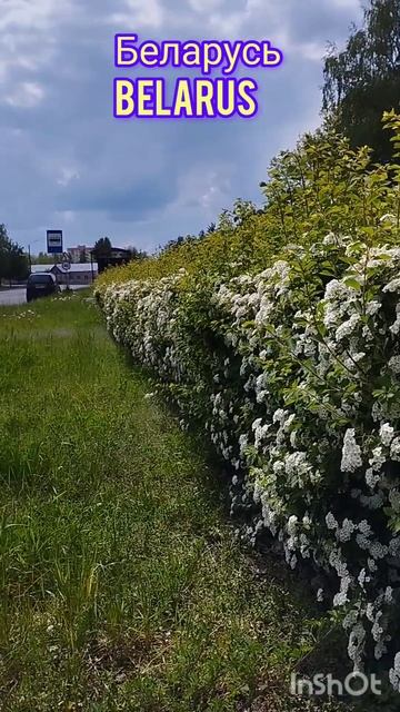 Цветущий декор улиц. Бобруйск. Беларусь. Blooming street decor.  B