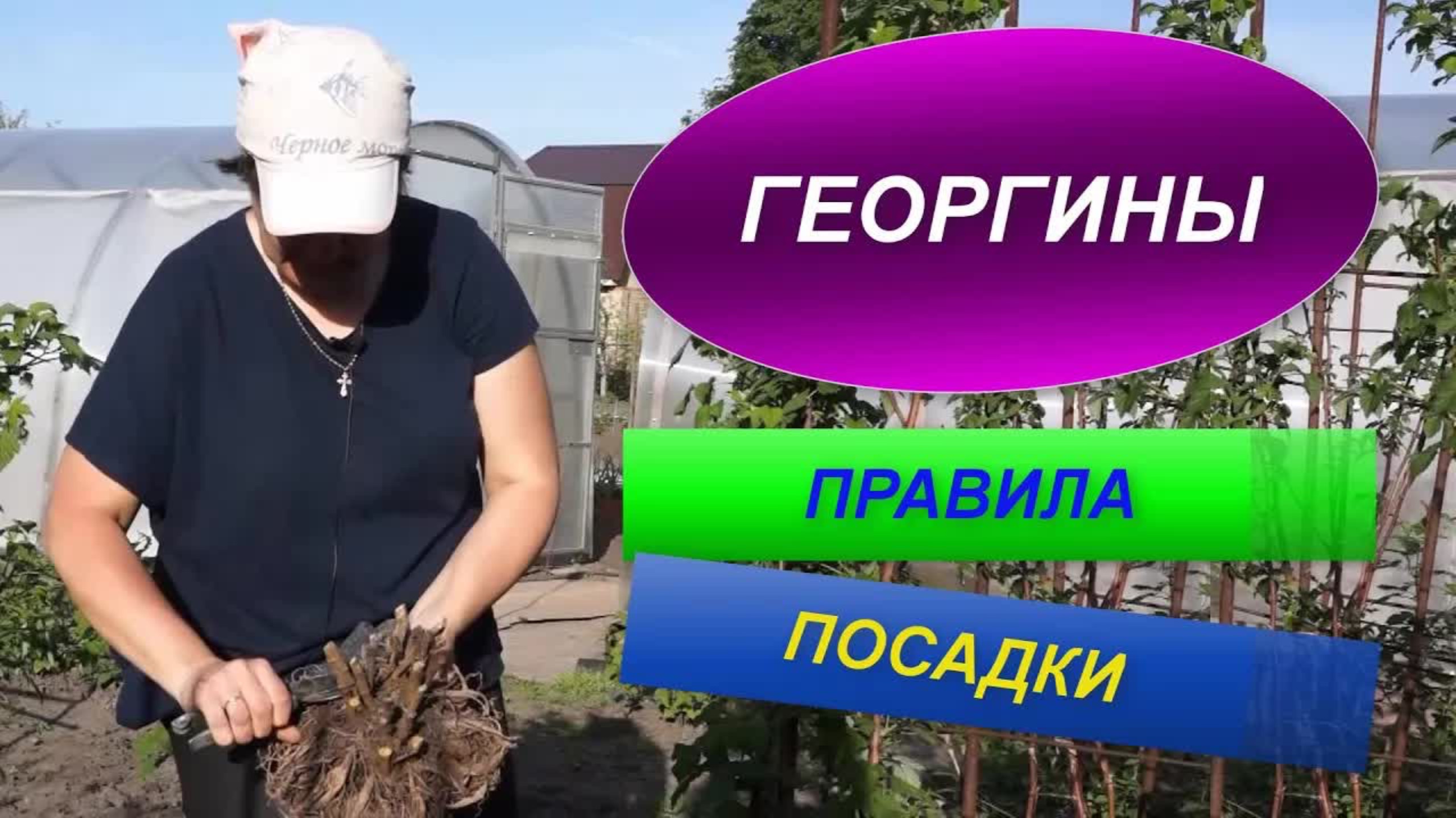 Когда и как сажать георгины в открытый грунт? Пошаговая инструкция от опытного цветовода