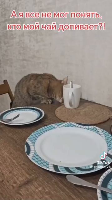 Вот кто ,на самом деле,допивает чай 🫖🍵🐈